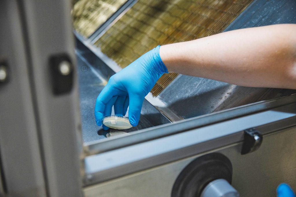 Mann entnimmt Probe aus raumlufttechnischer Anlage, Detail Petrischale